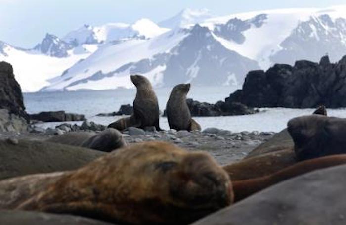 El sector sudamericano de la zona antártica está aumentando de temperatura, algo que afecta especialmente a ciertas zonas que las especies marinas usan en sus fases de reproducción. Foto EFE 