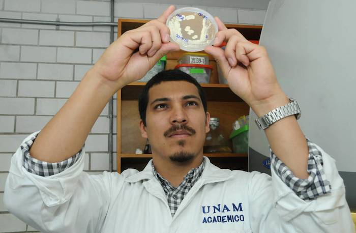 Mario Alberto Figueroa Saldívar Del Laboratorio De Productos Naturales De Origen Microbiano De La Fq Foto Vanguardia