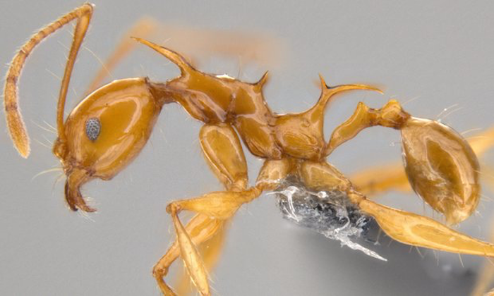 La Hormiga Dragon Pheidole Drogon Descubierta En Nueva Guineas Foto Okinawa Institute of Science and Technology