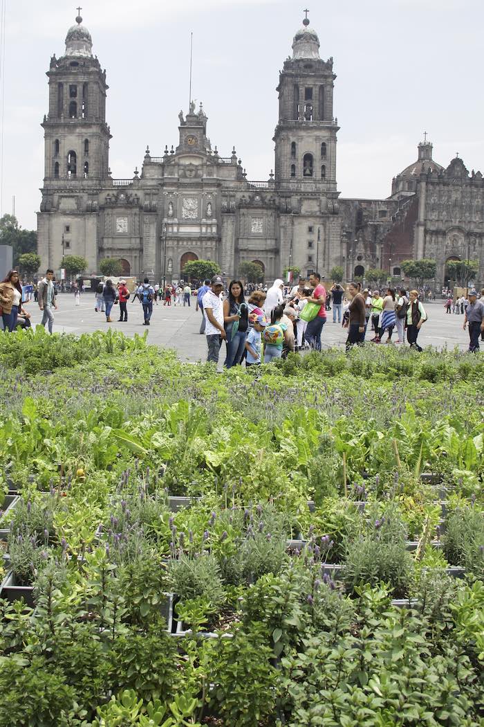 Huerto Cdmx