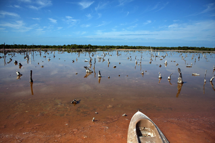 Fotografía De Que Muestra Los Estragos De La Sequía En Celestún Yucatán Foto Cuartoscuro