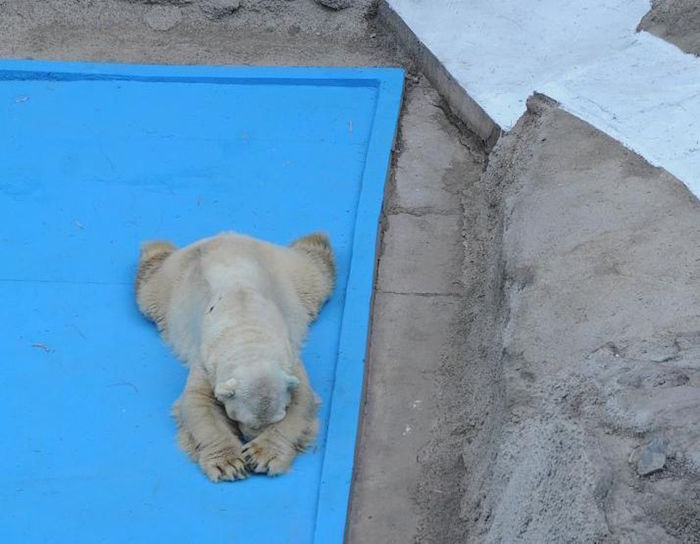 Greenpeace espera que el caso de Arturo obligue a las autoridades a revisar la situación de especies exóticas en zoológicos de Argentina. Foto Especial