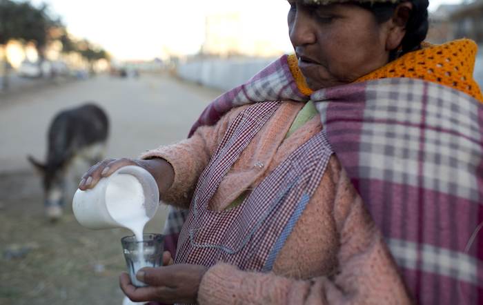 La Vendedora De Leche De Burra Andrea Aruquipa Una Mujer Indígena Aymara Sirve Un Vaso De Leche De Su Burra Para Un Cliente En El Alto Bolivia tienes Que Tomar Con Fe La Leche De Burra Y Tienes Que Creer Me Ha Sanado De La Neumonía Antes Tomaba Seguido Ahora Otra Vez Estoy Sintiendo Un Poco De Dolor Por Eso Estoy Volviendo a Tomar La Leche De Burra Comentó Aruquipa Foto Ap