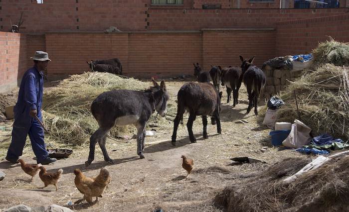 Un Hombre Dirige a Sus Burras a Casa Después De Vender Leche a Clientes En Las Calles De El Alto Bolivia Las Personas Hacen Un Alto En Su Camino Al Trabajo Para Beber Un Vaso Leche De Burra Recién Ordeñada Que Según Ellos Tiene Poderes Para Combatir Enfermedades Respiratorias Y Ayuda a Afrontar El Crudo Invierno De Los Andes Bolivianos Foto Ap