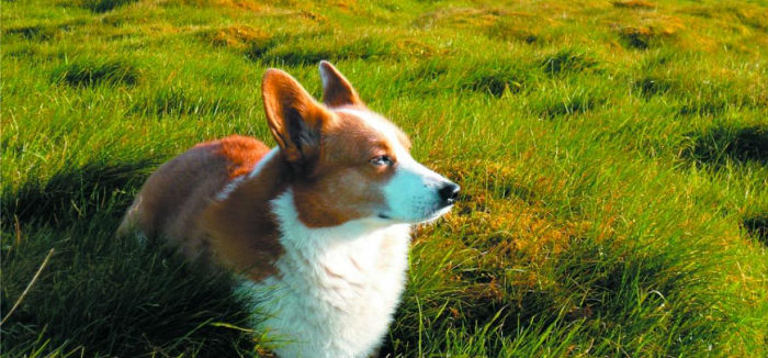 La última Parte De La Exposición Está Dedicada a Su Perro Clément Que Murió En Foto Especial