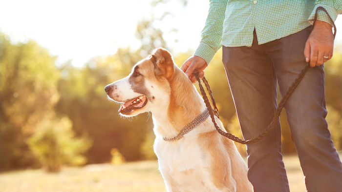 Durante El Verano Es Recomendable Sacar De Paseo Al Perro Cuando Se Ha Ocultado El Sol Foto Shutterstock