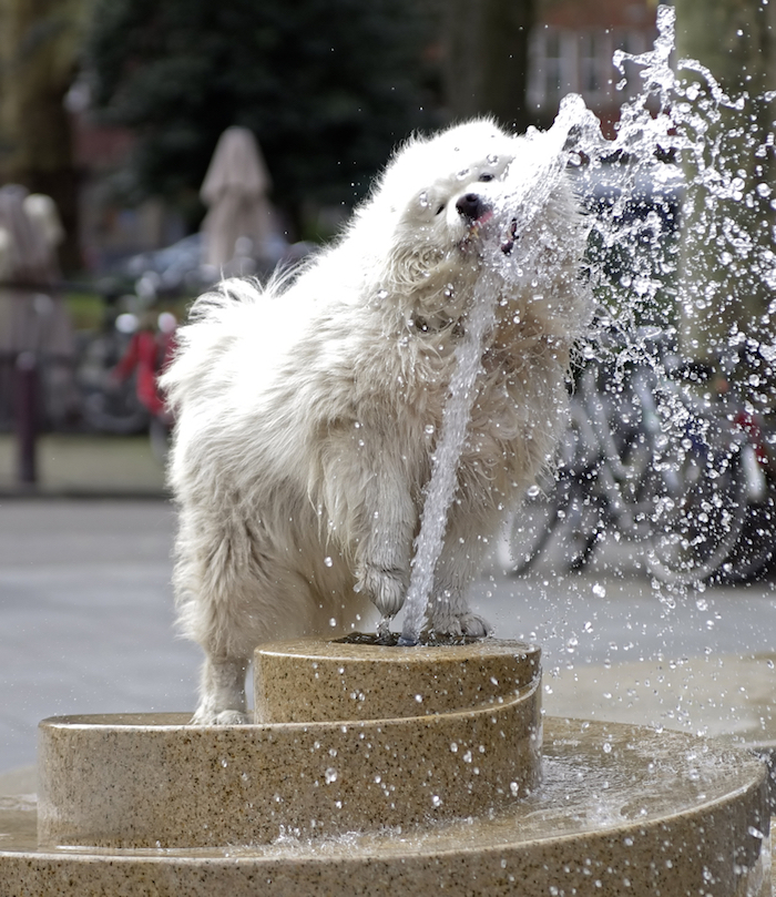 Mojar a Tu Perro Puede Ayudarlo a Pasar Un Mejor Verano Foto Shutterstock