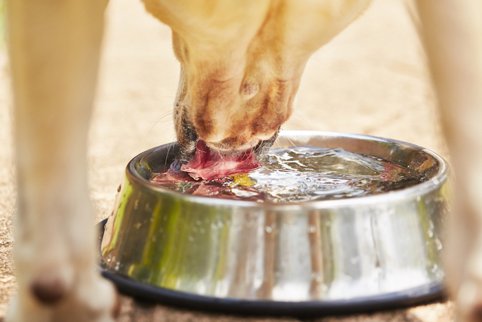 El Peligro De Deshidratación Y Muerte Es Muy Real Si Tu Perro Está Muy Expuesto a Un Fuerte Calor Foto Shutterstock