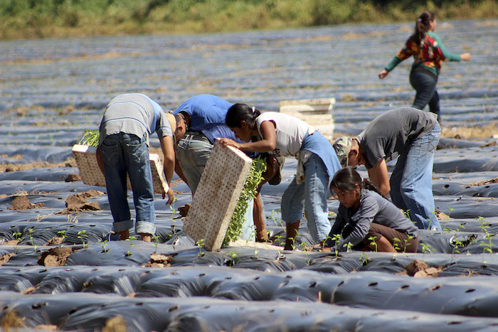 AGUILILLA, MICHOACÁN, 27AGOSTO2014.- La inseguridad que priva en el municipio de Aguililla se erige como el principal factor que este año provocó una reducción de hasta el 50 por ciento en la producción de jitomate, seguido de chile, limón y un poco de maíz, que anteriormente se vendían por toneladas, y que en la actualidad se cosecha apenas por unos cuantos kilos. “De un 90 por ciento, la producción de hortalizas bajó a un 50 por ciento, para que se dé una idea de cómo nos fue este año”, comento un de los agricultores. Los principales compradores del producto son los estados de Querétaro, Morelia y Zamora. FOTO: JUAN JOSÉ ESTRADA SERAFÍN /CUARTOSCURO.COM