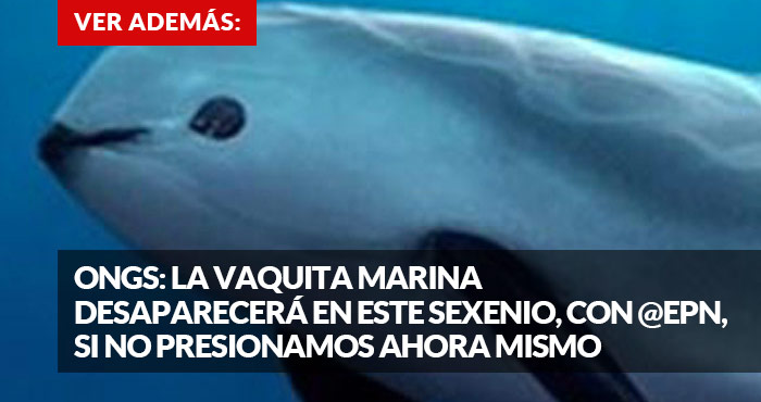 Promo vaquita