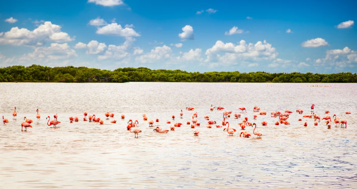 Los Flamencos Rosados Son La Principal Atracción De Celestún Yucatán Foto Shutterstock