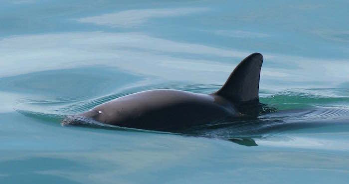 Foto Vaquita Marina