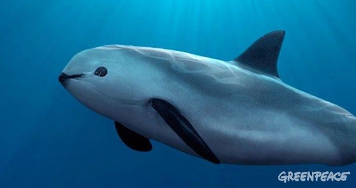 La Vaquita Marina Es La Especie Más Amenazada De Los Tipos De Cetáceos Que Hay En El Mundo Foto Greepeace