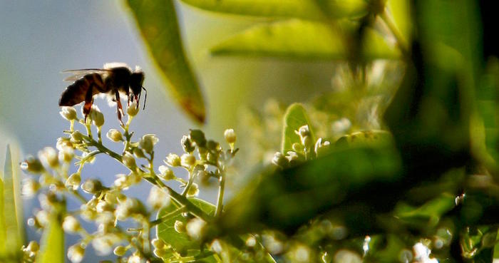 La Crisis De Las Abejas Es Un Problema Mundial En Francia Se Comprobó Que La Desaparición De Los Antófilos Estaba Asociado Al Imidacloprid Un Agroquímico Utilizado Como Fertilizante Cuyo Componente Principal Es La Nicotina Foto Efearchivo