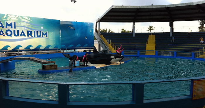 La orca Lolita durante uno de sus espectáculos. Foto: EFE