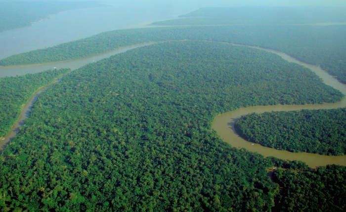 El Amazonas tiene unos 390 millones de árboles lo que equivale a la mitad del total de las selvas tropicales que sobreviven en el mundo, con 16 mil especies diferentes de ellos. Foto: Wikicommons