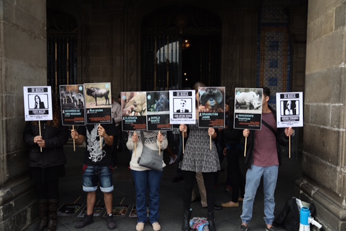 Proyecto Gran Simio Pide a Miguel Ángel Mancera Transformación Del Zoo De Chapultepec Y Terminar Con Impunidad Tras Muerte De Bantú Foto Valentina López Sinembargomx