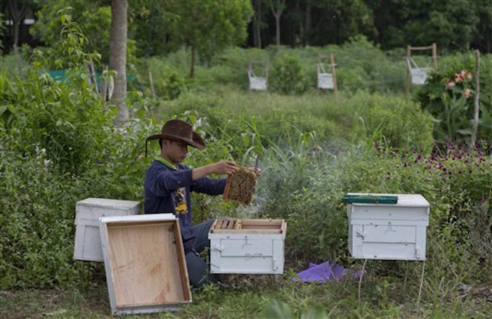 Un investigador del Departamento de Parques Nacionales de Tailandia comprueba la calidad de las colmenas antes de instalarlas en torno al perÌmetro de una pequeÒa granja.