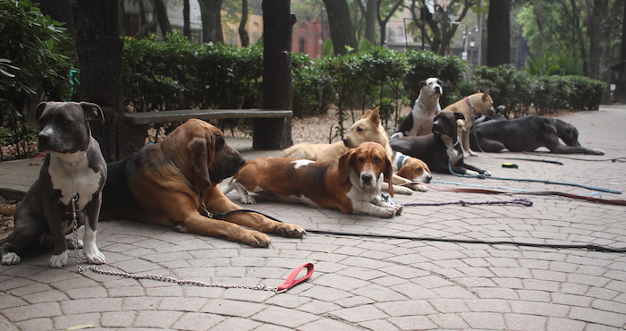 Cagadero de online perros