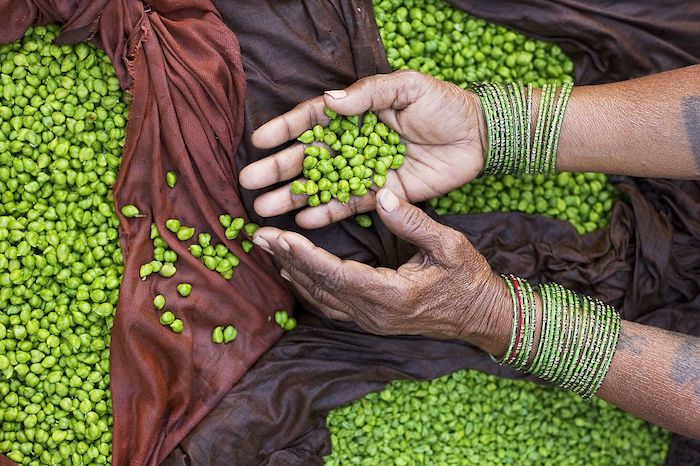 Manos De Un Vendedor De Garbanzos Verdes En La India Foto Wikimedia Commons