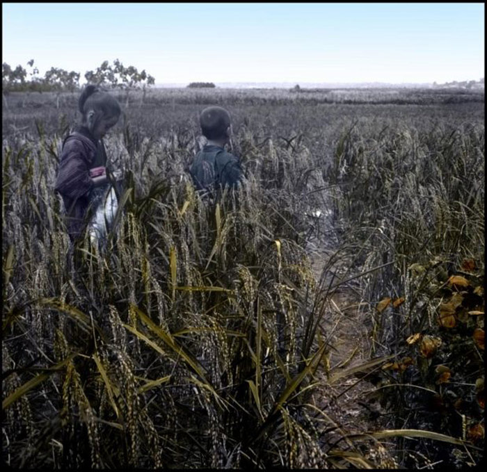 cultivo De Arroz Justo Antes De La Recolección Lantern Slide Fuente Del Usuario De Flickr Okinawa Soba rob Licencia De Imagen Cc By nc sa