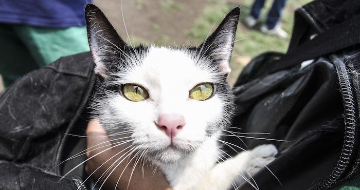 Cuando Entre En Vigor La Nueva Normativa Los Propietarios Tienen Meses De Tiempo Para Dotar a Su Mascota Del Microchip Foto Cuartoscuro Archivo