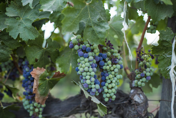 Por Segundo Año Consecutivo Italia Se Mantiene Como El Primer Productor Mundial De Vino Foto Cuartoscuro