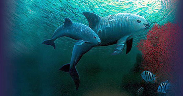 Dos Ejemplares De vaquita Marina Nadan En Aguas Del Mar De Cortés Foto Efefondo Mundial De La Naturaleza