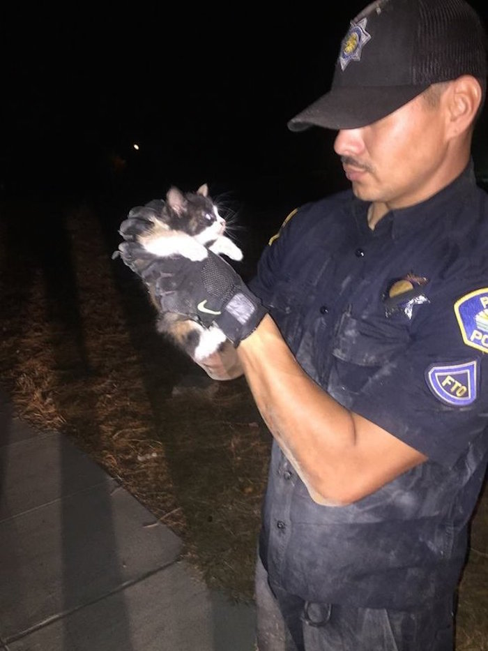 Este Es El Gatito Rescatado Foto Facebookparlier Police Department