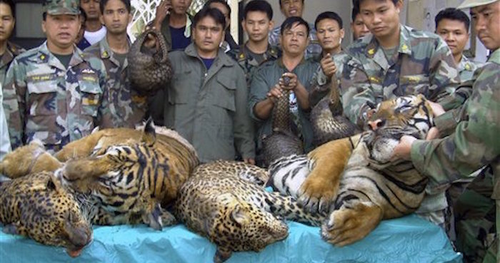 Funcionarios De La Armada Y Del Servicio Forestal De Tailandia Muestran Cadáveres De Tigres Y Leopardos Confiscados En Un Sitio De Comercio Ilegal De Fauna Junto Al Río Mekong En Enero De Foto Ap Foto