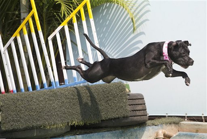 Prueba de zambullida durante los Juegos OlÍmpicos para Perros.  Foto: AP/Silvia Izquierdo