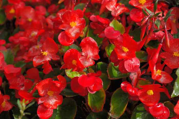 Las Begonias Van Bien Con Ensaladas Y Pescados Según El Chef Foto Pixbay