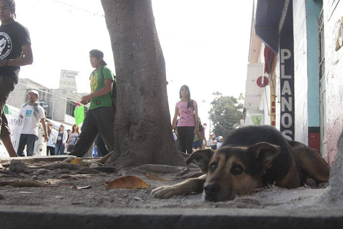 El Proyecto Para La Constitución De La Ciudad De México Contempla Una Propuesta Para La Protección Animal Que De Acuerdo Con Organizaciones Civiles No Garantizan Por Completo El Derecho Animal Foto Cuartoscuro