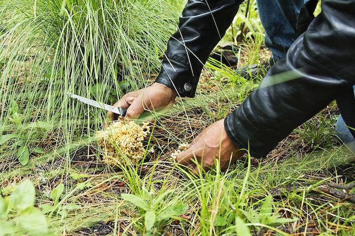 Caza De Hongos En Milpa Alta Foto Ariette Armella