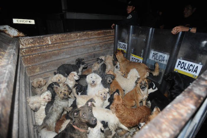 La Ley De Protección a Los Animales Se Encuentra Vigente En La Ciudad De México Desde Con Reformas Aprobadas En Foto Cuartoscuro