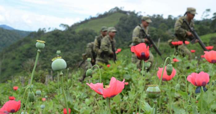 Tan Sólo En El Año De Fueron Destruidos Plantíos De Amapola En La Zona Serrana Foto Bernardino Hernández Archivo Cuartoscuro