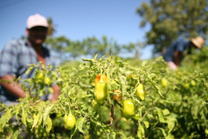 Productores Ejidatarios En Villahermosa Tabasco Trabajan Desde Antes Del Amanecer Para Recolectar Diariamente Al Menos Cien Kilos De Chile Habanero Foto Cuartoscuro