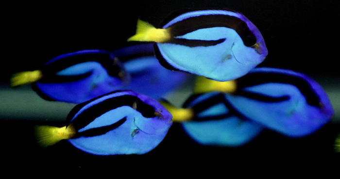 Esta Foto Muestra Peces Cirujanos Regales En Un Tanque En El Laboratorio De Acuicultura Tropical De La Universidad De Florida Foto Ap