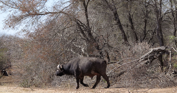 Búfalo De Agua Camina Por El Parque Nacional Kruger En Sudáfrica Los Guardas Del Mayor Parque Natural De Sudáfrica Sacrificarán a Unos Hipopótamos Y Búfalos En Un Intento De Mitigar El Efecto De Una Grave Sequía Foto Ap