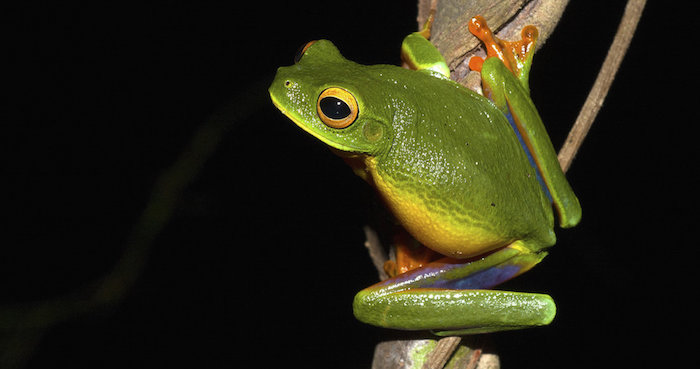 Rana arborícola verde, con patas naranja y muslos con tonos púrpura tornasolado.  Foto: EFE/U. Nueva Gales del Sur/Jodi Rowley. 