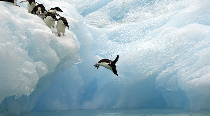 Pingüinos en la Antártida. Foto: EFE/ Ingo Arndt. 