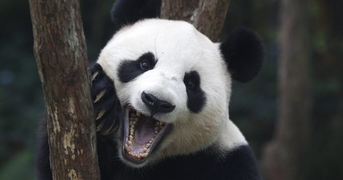 El Oso Panda Jia Jia En El Safari Park En Singapur Foto Efearchivo