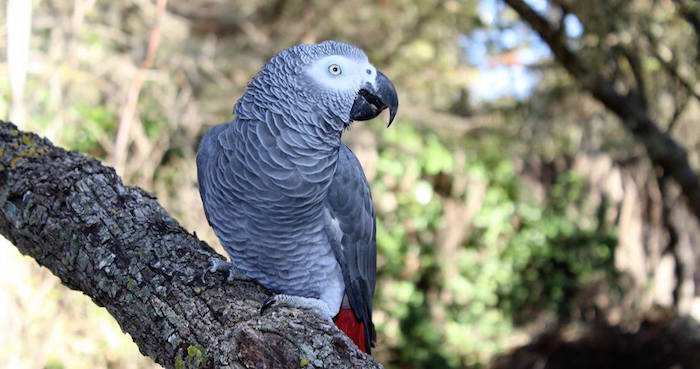 Quienes Tengan Un Ejemplar En Cautiverio Tendrán Que Registrarla En La Cites Foto Facebook Jaime Fernández pacheco