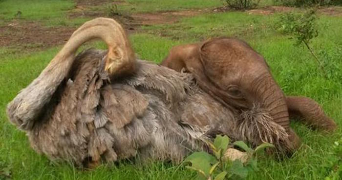 Jotto Y Pea Tomando Un Descanso Foto Facebookthe David Sheldrick Wildlife Trust