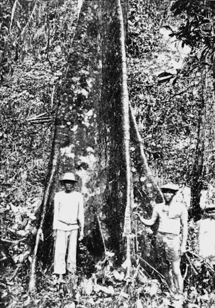 La enorme demanda de gutapercha llevó a la especie de árbol casi a la extinción. Foto: Especial