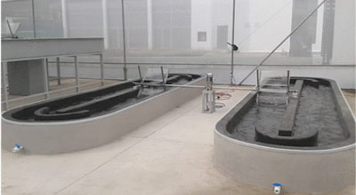 La biorrefinería es sustentable porque no utiliza agua para riego agrícola como fuente de nutrientes. Foto: Conacyt