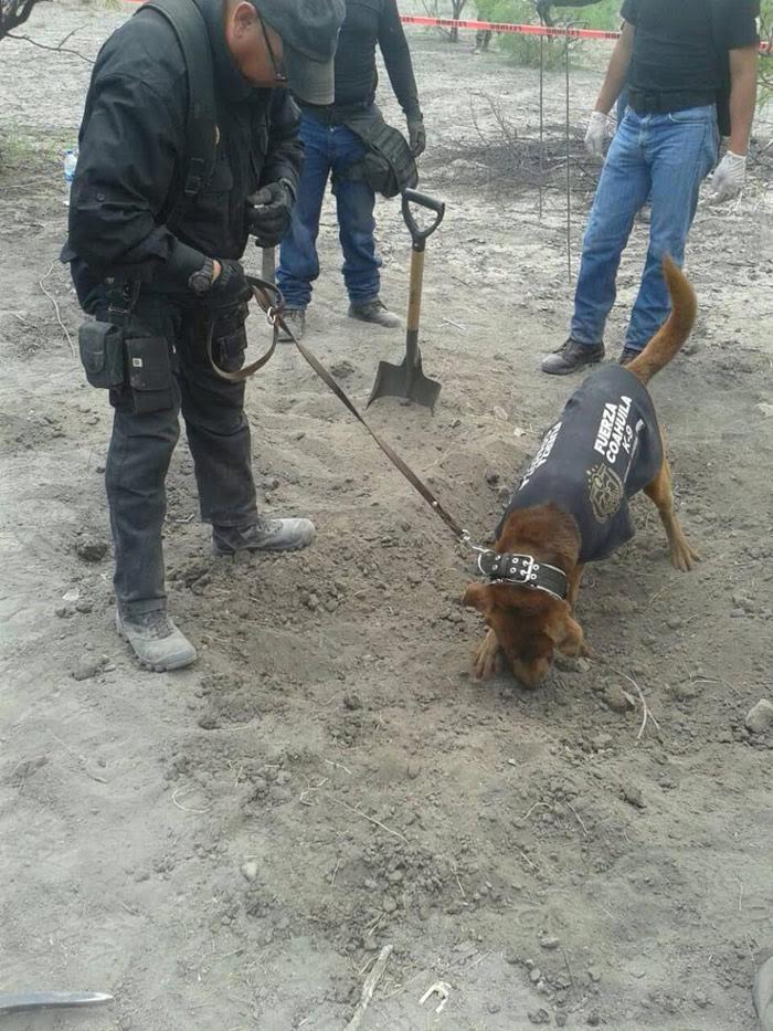 La búsqueda de los restos en el ejidio Patrocinio. Foto: Vanguardia