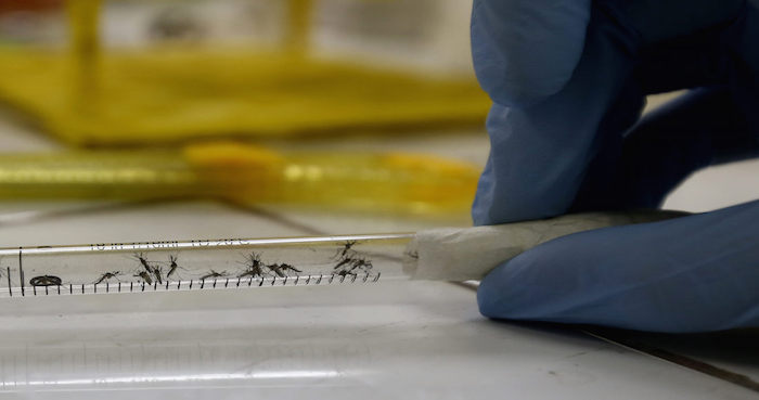 Una Muestra De Mosquitos En El Laboratorio De Biomedicina De La Universidad Federal De Río De Janeiro Foto Efearchivo