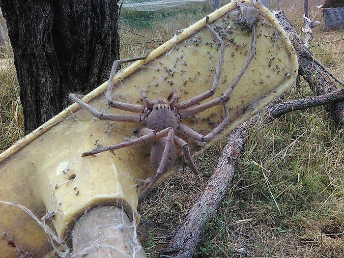 La araña cazadora gigante. Foto: facebook.com/Barnyard-Bettys-Rescue