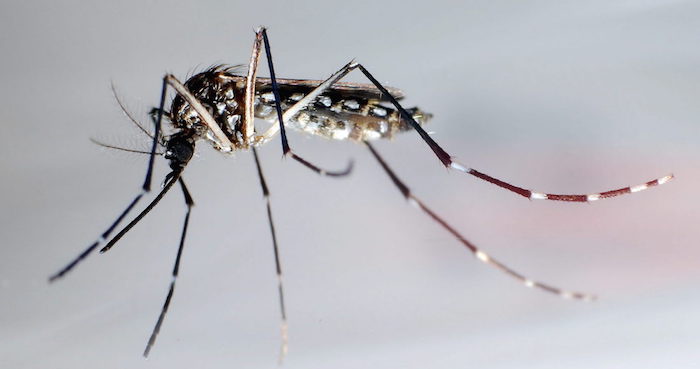 Mosquito Transmisor Del Dengue Zika Y Chikunguña Foto Efegustavo Amador